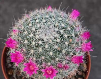 9种“养不死”的花，绿萝只能排最后，再养不活就“别再养花”了 - 图画吧TUHUABA