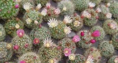 9种“养不死”的花，绿萝只能排最后，再养不活就“别再养花”了 - 图画吧TUHUABA