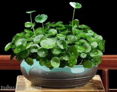 9种“养不死”的花，绿萝只能排最后，再养不活就“别再养花”了 - 图画吧TUHUABA