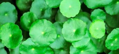 9种“养不死”的花，绿萝只能排最后，再养不活就“别再养花”了 - 图画吧TUHUABA