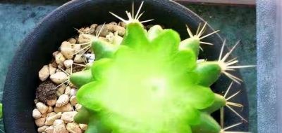 9种“养不死”的花，绿萝只能排最后，再养不活就“别再养花”了 - 图画吧TUHUABA