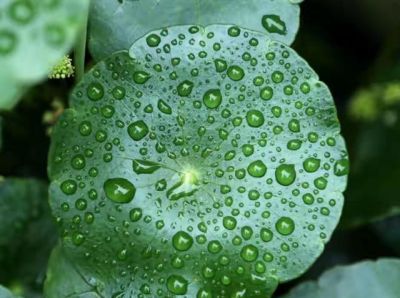 9种“养不死”的花，绿萝只能排最后，再养不活就“别再养花”了 - 图画吧TUHUABA