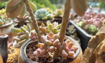 别的地方我不敢说,在我这里,这几款多肉零战损,普货里的扛霸子 - 今日头条 别的地方我不敢说,在我这里,这几款多肉零战损,普货里的扛霸子 - 图画吧TUHUABA