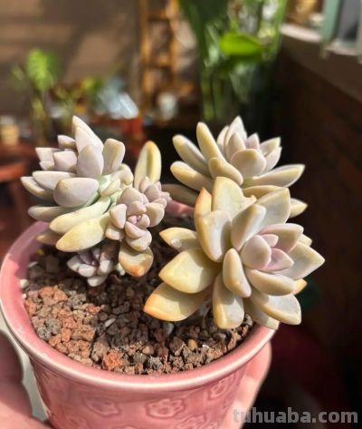 别的地方我不敢说,在我这里,这几款多肉零战损,普货里的扛霸子 - 今日头条 别的地方我不敢说,在我这里,这几款多肉零战损,普货里的扛霸子 - 图画吧TUHUABA