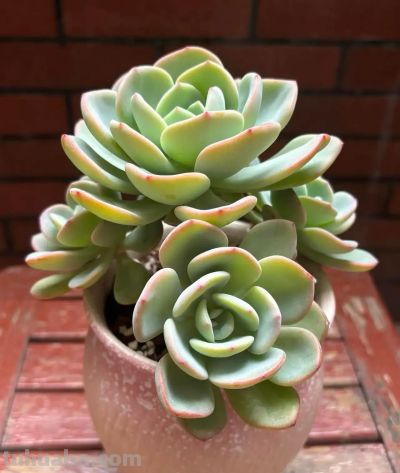 别的地方我不敢说,在我这里,这几款多肉零战损,普货里的扛霸子 - 今日头条 别的地方我不敢说,在我这里,这几款多肉零战损,普货里的扛霸子 - 图画吧TUHUABA