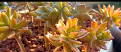 别的地方我不敢说,在我这里,这几款多肉零战损,普货里的扛霸子 - 今日头条 别的地方我不敢说,在我这里,这几款多肉零战损,普货里的扛霸子 - 图画吧TUHUABA