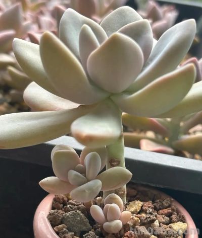 别的地方我不敢说,在我这里,这几款多肉零战损,普货里的扛霸子 - 今日头条 别的地方我不敢说,在我这里,这几款多肉零战损,普货里的扛霸子 - 图画吧TUHUABA