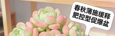萌肉缀盆的治愈旺运！多肉花语+适配人群+懒人妙招 - 图画吧TUHUABA