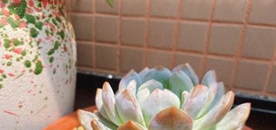 盘点一下被我养挂的多肉，对于现在的我来说，原因是是多么的可笑 - 今日头条