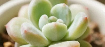 萌肉缀盆的治愈旺运！多肉花语+适配人群+懒人妙招 - 今日头条