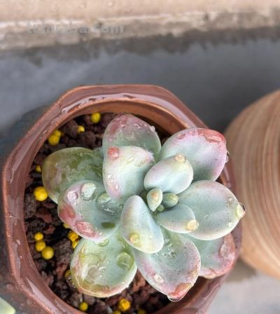 盘点一下被我养挂的多肉,对于现在的我来说,原因是是多么的可笑 - 今日头条 盘点一下被我养挂的多肉,对于现在的我来说,原因是是多么的可笑 - 图画吧TUHUABA