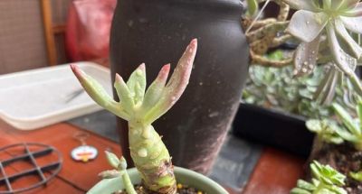 盘点一下被我养挂的多肉,对于现在的我来说,原因是是多么的可笑 - 今日头条 盘点一下被我养挂的多肉,对于现在的我来说,原因是是多么的可笑 - 图画吧TUHUABA