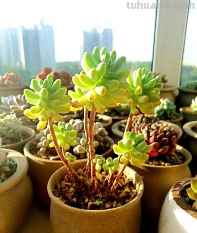 多肉过气实录:曾经的100盆“养肉大户”,如今连盆都送人啦! - 今日头条 多肉过气实录:曾经的100盆“养肉大户”,如今连盆都送人啦! - 图画吧TUHUABA