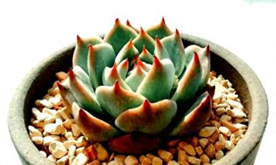 多肉过气实录：曾经的100盆“养肉大户”，如今连盆都送人啦！ - 今日头条