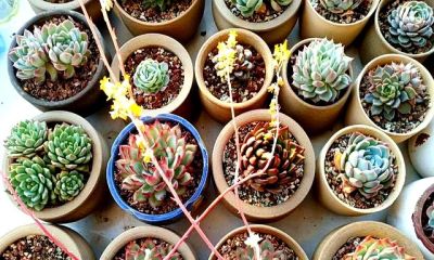 多肉过气实录:曾经的100盆“养肉大户”,如今连盆都送人啦! - 今日头条 多肉过气实录:曾经的100盆“养肉大户”,如今连盆都送人啦! - 图画吧TUHUABA