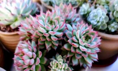 多肉过气实录:曾经的100盆“养肉大户”,如今连盆都送人啦! - 今日头条 多肉过气实录:曾经的100盆“养肉大户”,如今连盆都送人啦! - 图画吧TUHUABA