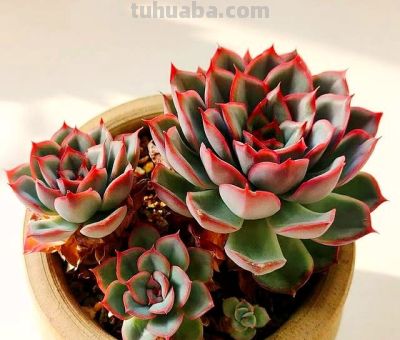 多肉过气实录:曾经的100盆“养肉大户”,如今连盆都送人啦! - 今日头条 多肉过气实录:曾经的100盆“养肉大户”,如今连盆都送人啦! - 图画吧TUHUABA