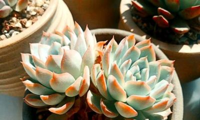 多肉过气实录:曾经的100盆“养肉大户”,如今连盆都送人啦! - 今日头条 多肉过气实录:曾经的100盆“养肉大户”,如今连盆都送人啦! - 图画吧TUHUABA