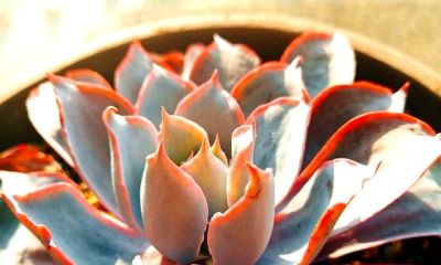 多肉过气实录:曾经的100盆“养肉大户”,如今连盆都送人啦! - 今日头条 多肉过气实录:曾经的100盆“养肉大户”,如今连盆都送人啦! - 图画吧TUHUABA