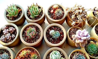 多肉过气实录:曾经的100盆“养肉大户”,如今连盆都送人啦! - 今日头条 多肉过气实录:曾经的100盆“养肉大户”,如今连盆都送人啦! - 图画吧TUHUABA