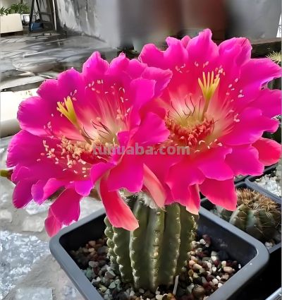 买仙人球记住“2点”：买大不买小、不买重复球，越养越省心 - 图画吧TUHUABA