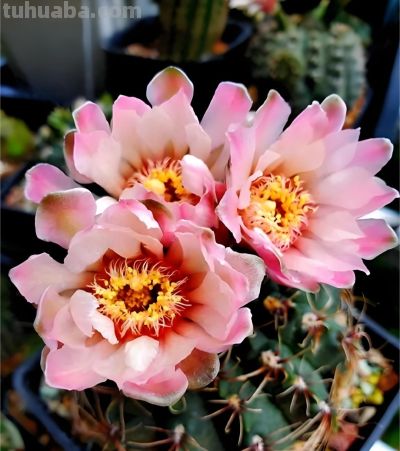 买仙人球记住“2点”：买大不买小、不买重复球，越养越省心 - 图画吧TUHUABA