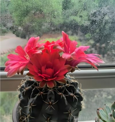 买仙人球记住“2点”：买大不买小、不买重复球，越养越省心 - 图画吧TUHUABA