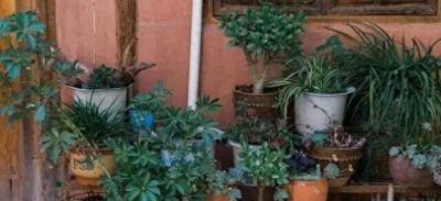 “浅盆少水”养这5种花，盆栽才会长势越来越好 - 今日头条