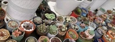 “浅盆少水”养这5种花，盆栽才会长势越来越好 - 图画吧TUHUABA