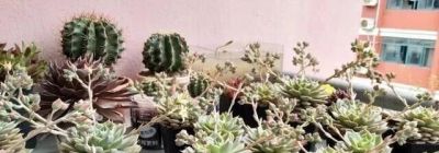 “浅盆少水”养这5种花，盆栽才会长势越来越好 - 图画吧TUHUABA