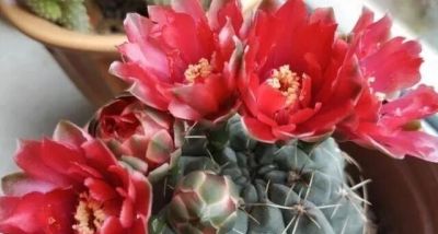 “浅盆少水”养这5种花，盆栽才会长势越来越好 - 图画吧TUHUABA