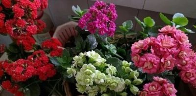 “浅盆少水”养这5种花，盆栽才会长势越来越好 - 图画吧TUHUABA