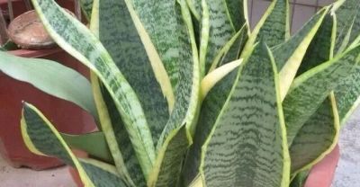 “浅盆少水”养这5种花，盆栽才会长势越来越好 - 图画吧TUHUABA