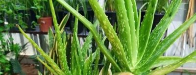 “浅盆少水”养这5种花，盆栽才会长势越来越好 - 图画吧TUHUABA