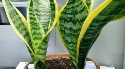 “浅盆少水”养这5种花，盆栽才会长势越来越好 - 图画吧TUHUABA