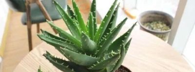 “浅盆少水”养这5种花，盆栽才会长势越来越好 - 图画吧TUHUABA