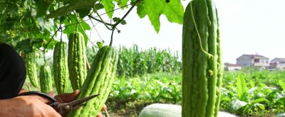 公认“最干净”的10种蔬菜!全程无药,家里有老人小孩的优先吃 - 今日头条 公认“最干净”的10种蔬菜!全程无药,家里有老人小孩的优先吃 - 图画吧TUHUABA