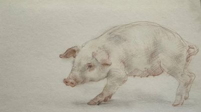 庞茂琨先生,以“生肖”为主题的素描作品 - 今日头条 庞茂琨先生,以“生肖”为主题的素描作品 - 图画吧TUHUABA