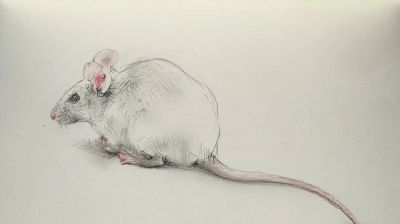 庞茂琨先生,以“生肖”为主题的素描作品 - 今日头条 庞茂琨先生,以“生肖”为主题的素描作品 - 图画吧TUHUABA