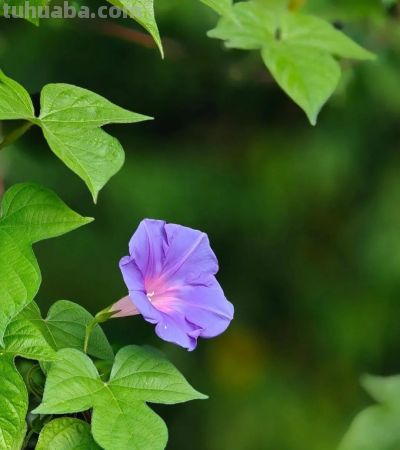 别浪费手机大光圈!这几个技巧让你秒变摄影大师 - 今日头条 别浪费手机大光圈!这几个技巧让你秒变摄影大师 - 图画吧TUHUABA
