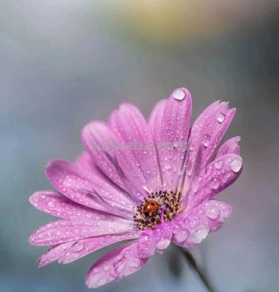 别浪费手机大光圈!这几个技巧让你秒变摄影大师 - 今日头条 别浪费手机大光圈!这几个技巧让你秒变摄影大师 - 图画吧TUHUABA