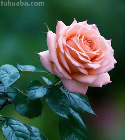 别浪费手机大光圈!这几个技巧让你秒变摄影大师 - 今日头条 别浪费手机大光圈!这几个技巧让你秒变摄影大师 - 图画吧TUHUABA