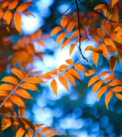 别浪费手机大光圈!这几个技巧让你秒变摄影大师 - 今日头条 别浪费手机大光圈!这几个技巧让你秒变摄影大师 - 图画吧TUHUABA