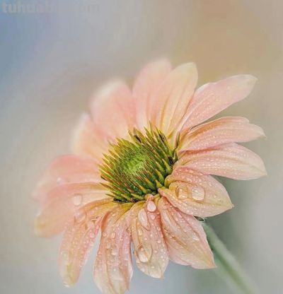 别浪费手机大光圈!这几个技巧让你秒变摄影大师 - 今日头条 别浪费手机大光圈!这几个技巧让你秒变摄影大师 - 图画吧TUHUABA