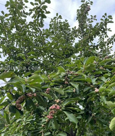 玉兰花的花语 - 今日头条