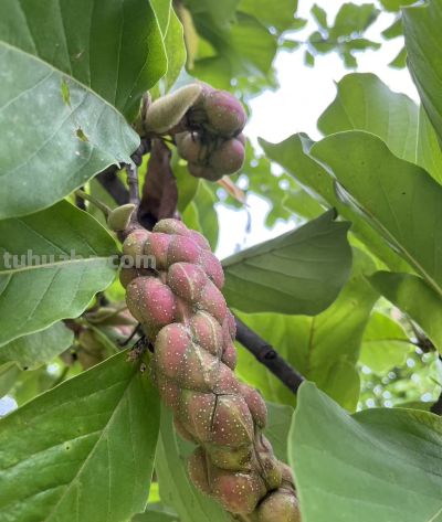 玉兰花的花语 - 图画吧TUHUABA