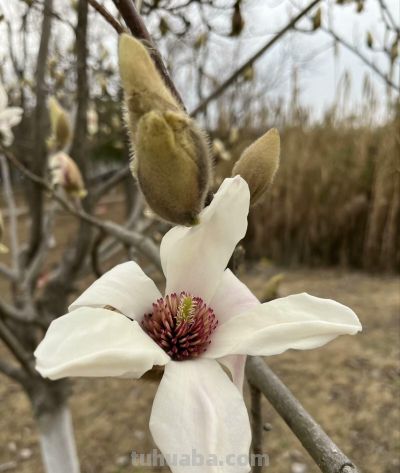 玉兰花的花语 - 图画吧TUHUABA