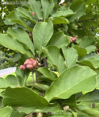 玉兰花的花语 - 图画吧TUHUABA
