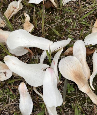 玉兰花的花语 - 图画吧TUHUABA