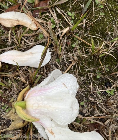 玉兰花的花语 - 图画吧TUHUABA